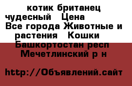 котик британец чудесный › Цена ­ 12 000 - Все города Животные и растения » Кошки   . Башкортостан респ.,Мечетлинский р-н